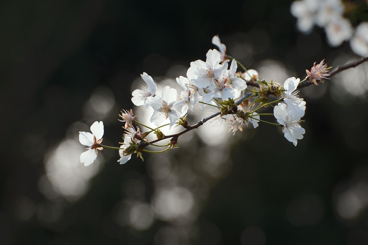 玉渊潭的樱花季
