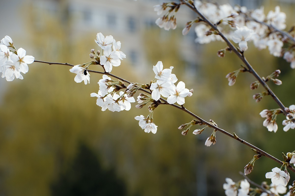玉渊潭的樱花季