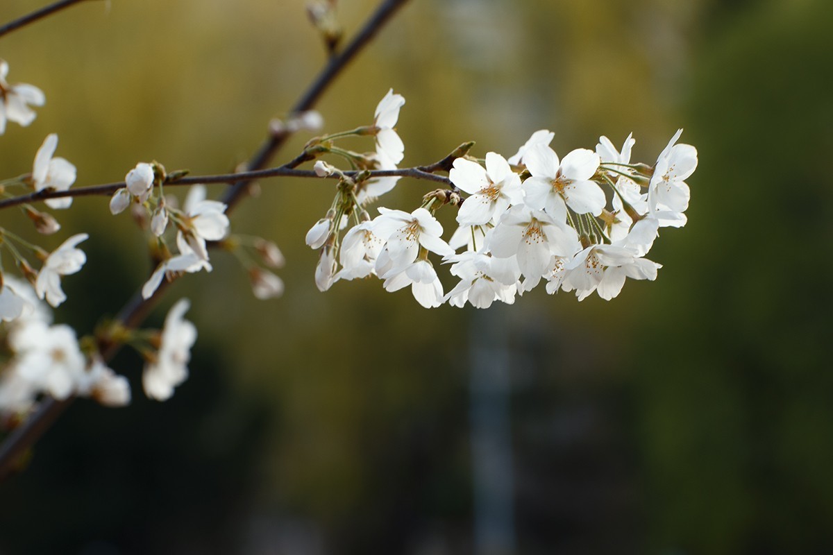 玉渊潭的樱花季