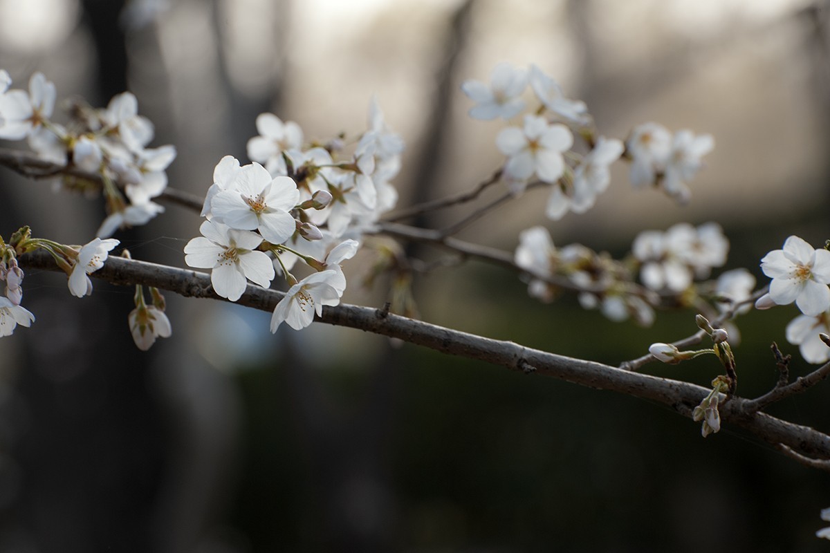 玉渊潭的樱花季