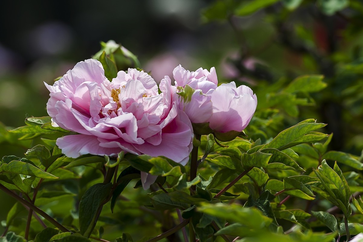 花开富贵-泉城公园6