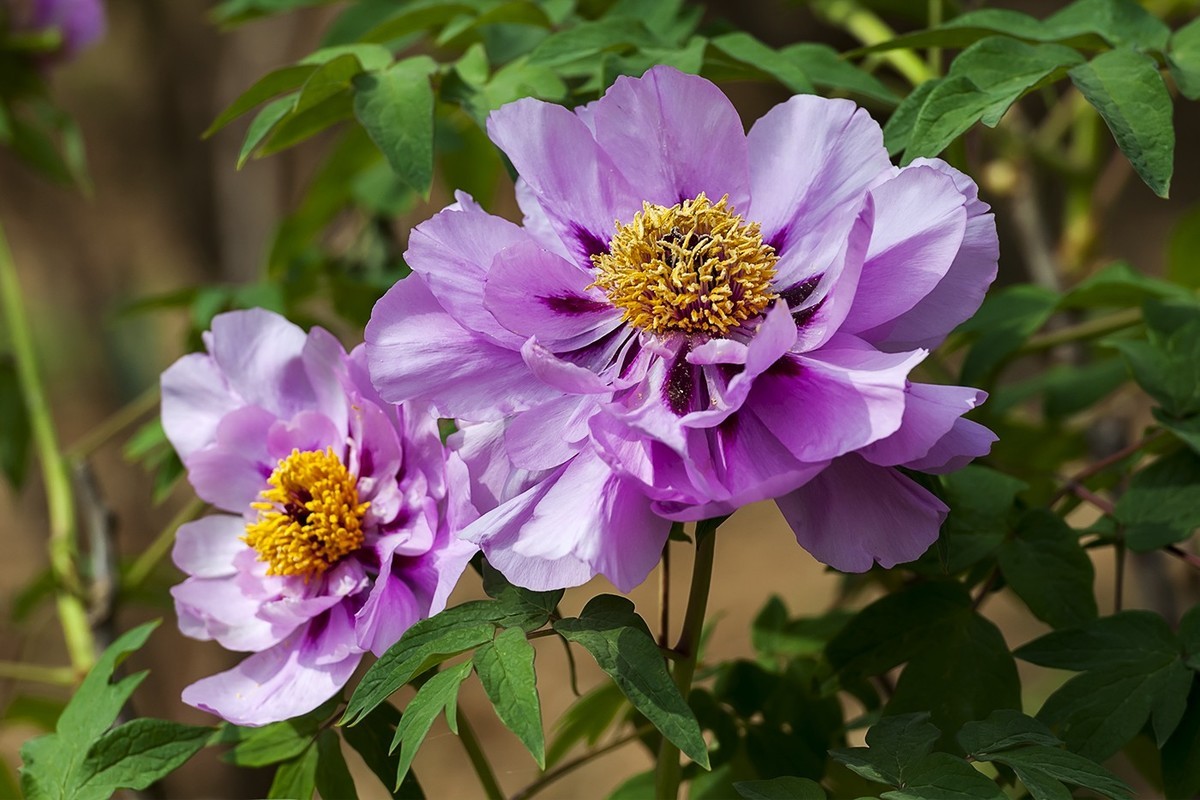 花开富贵-泉城公园6