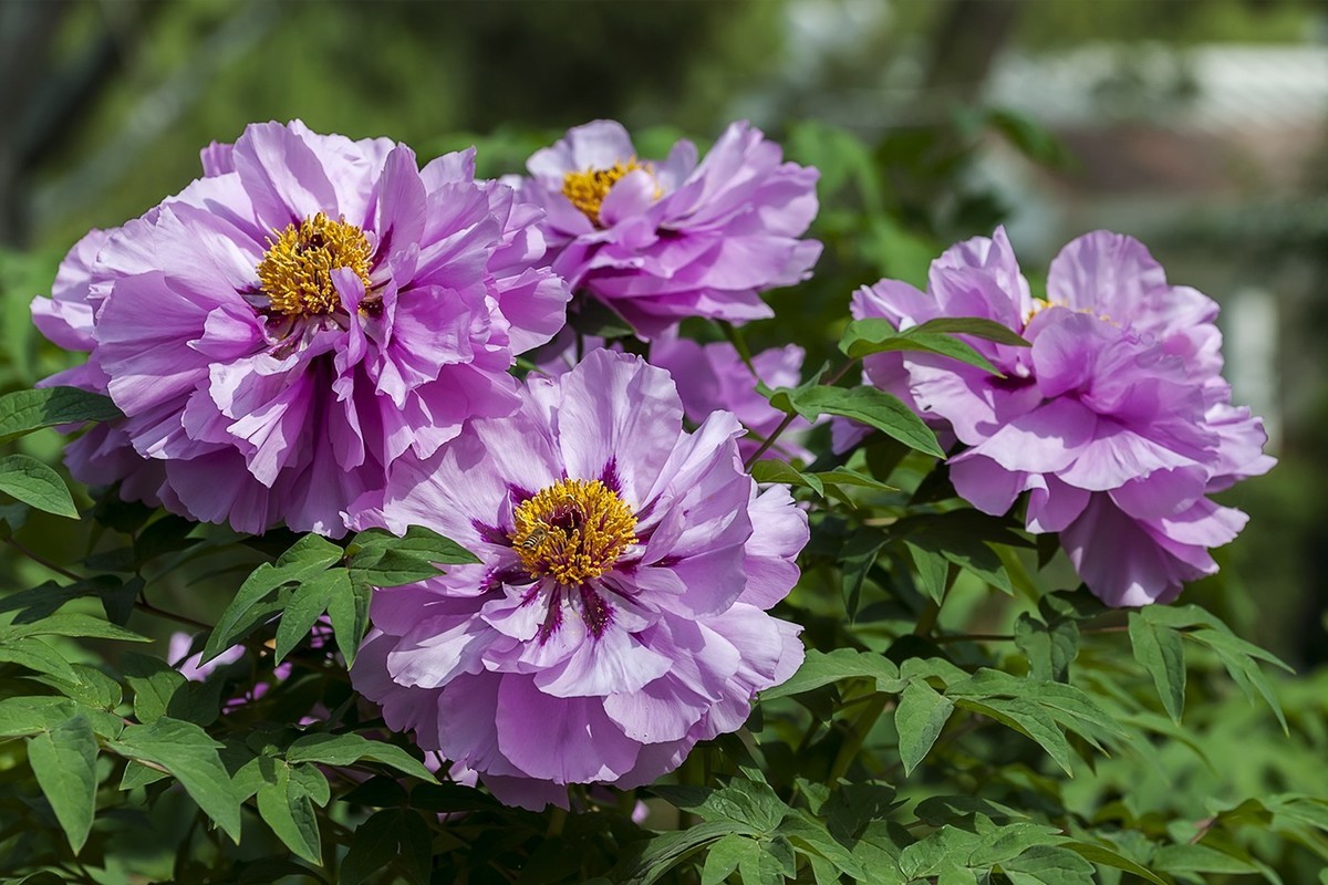 花开富贵-泉城公园6