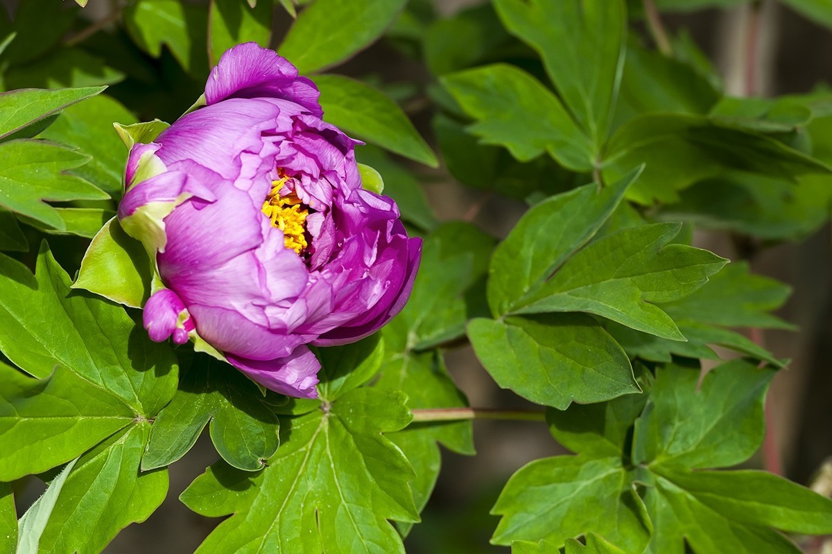 花开富贵-泉城公园6