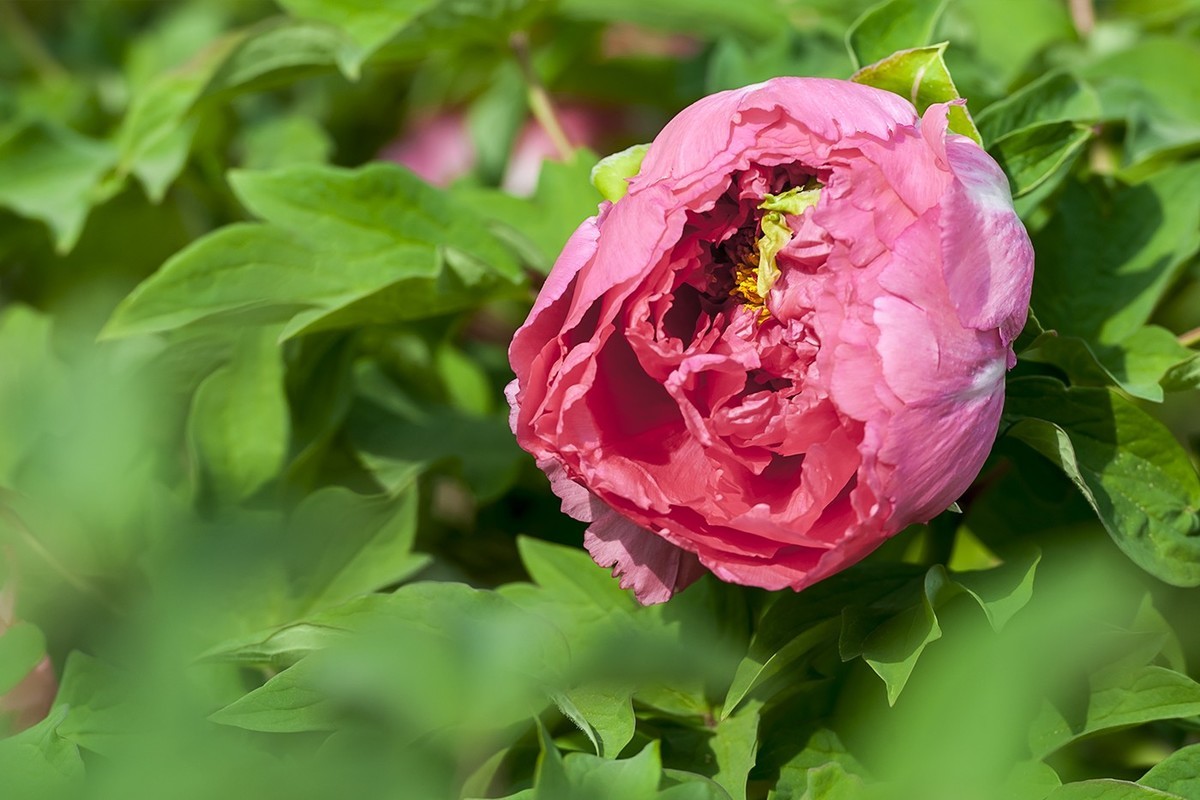 花开富贵-泉城公园6