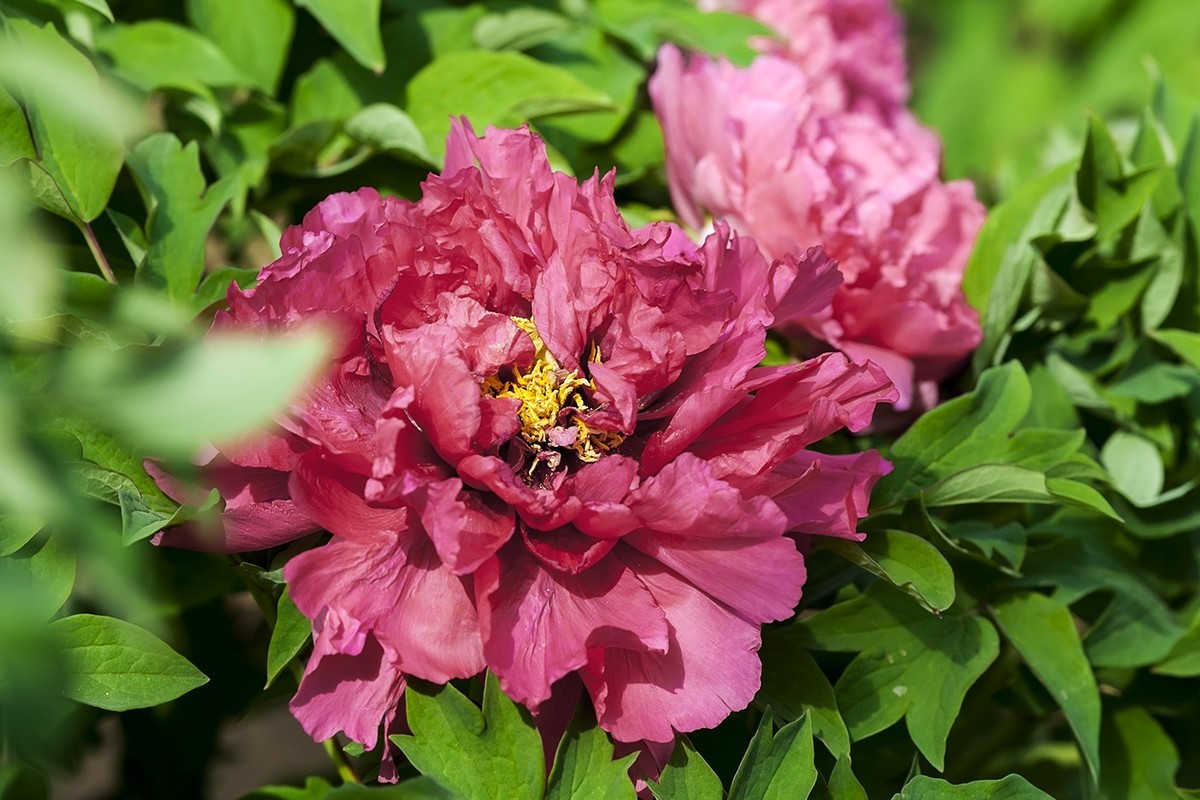 花开富贵-泉城公园6