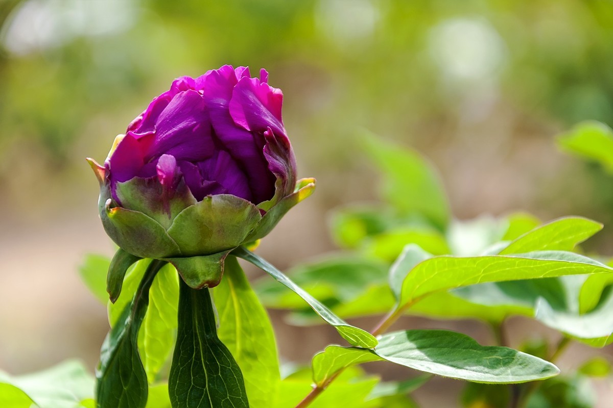 花开富贵-泉城公园6