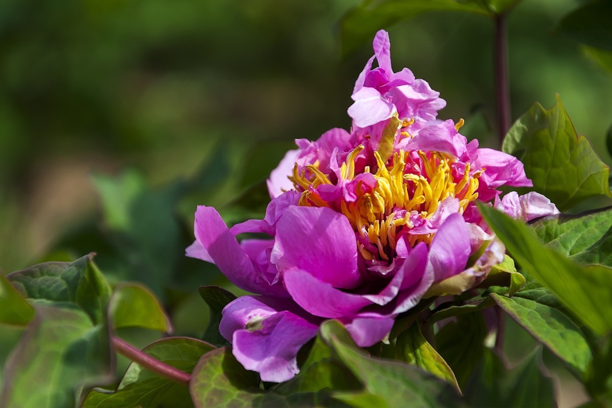 花开富贵-泉城公园6