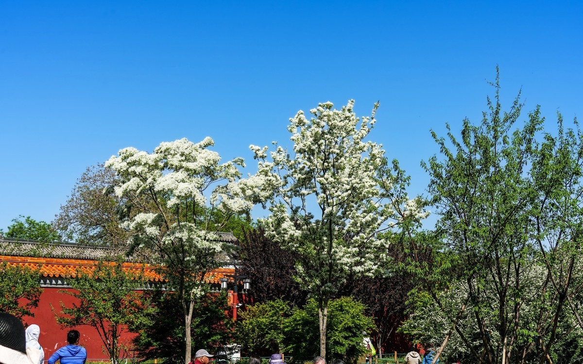 春游景山公园20250422 《3》