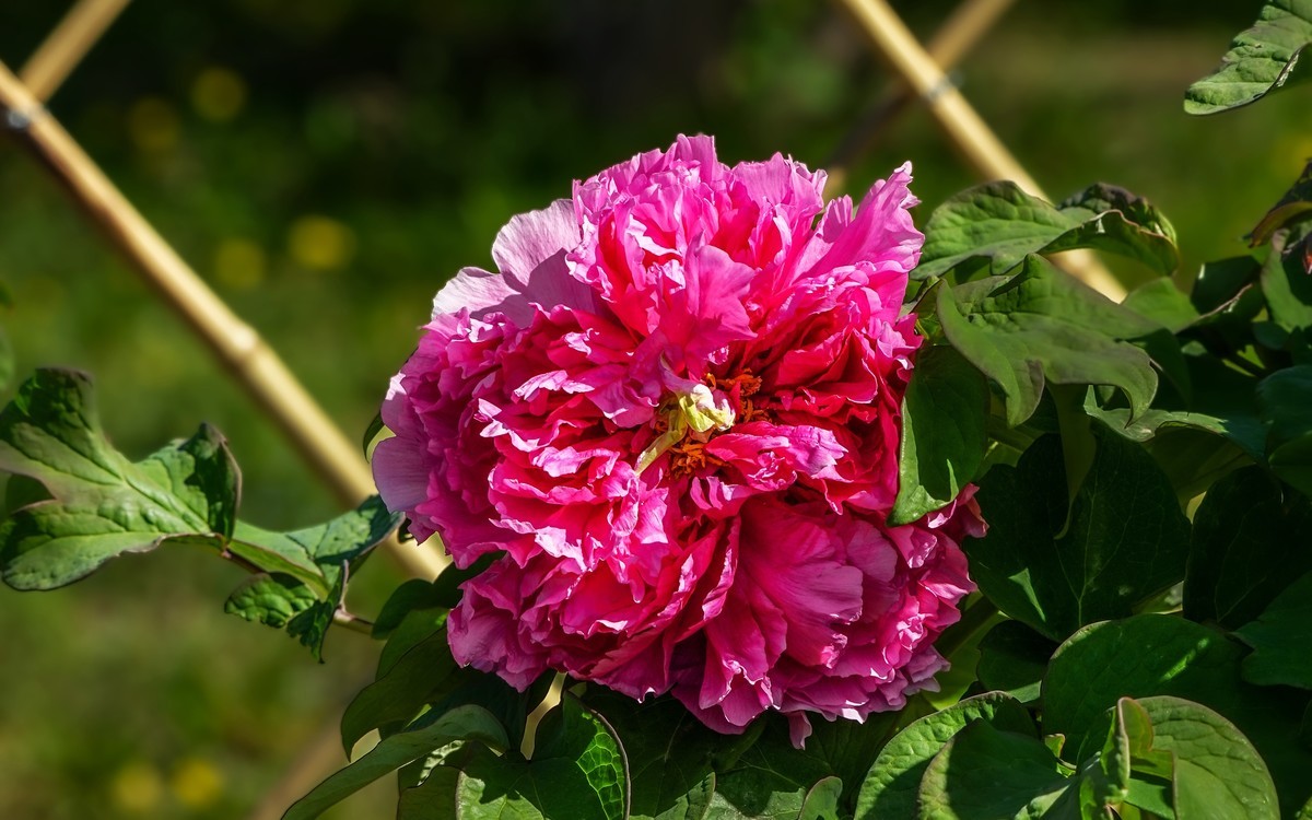 春游景山公园20250422 《3》