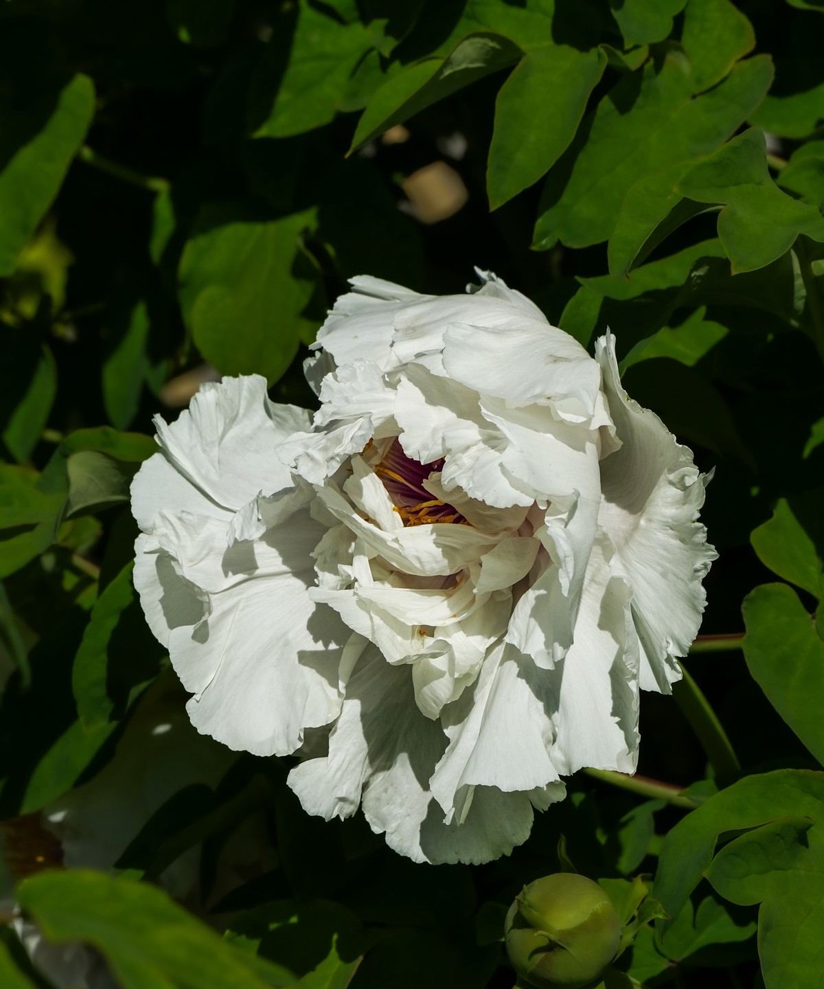 春游景山公园20250422 《3》