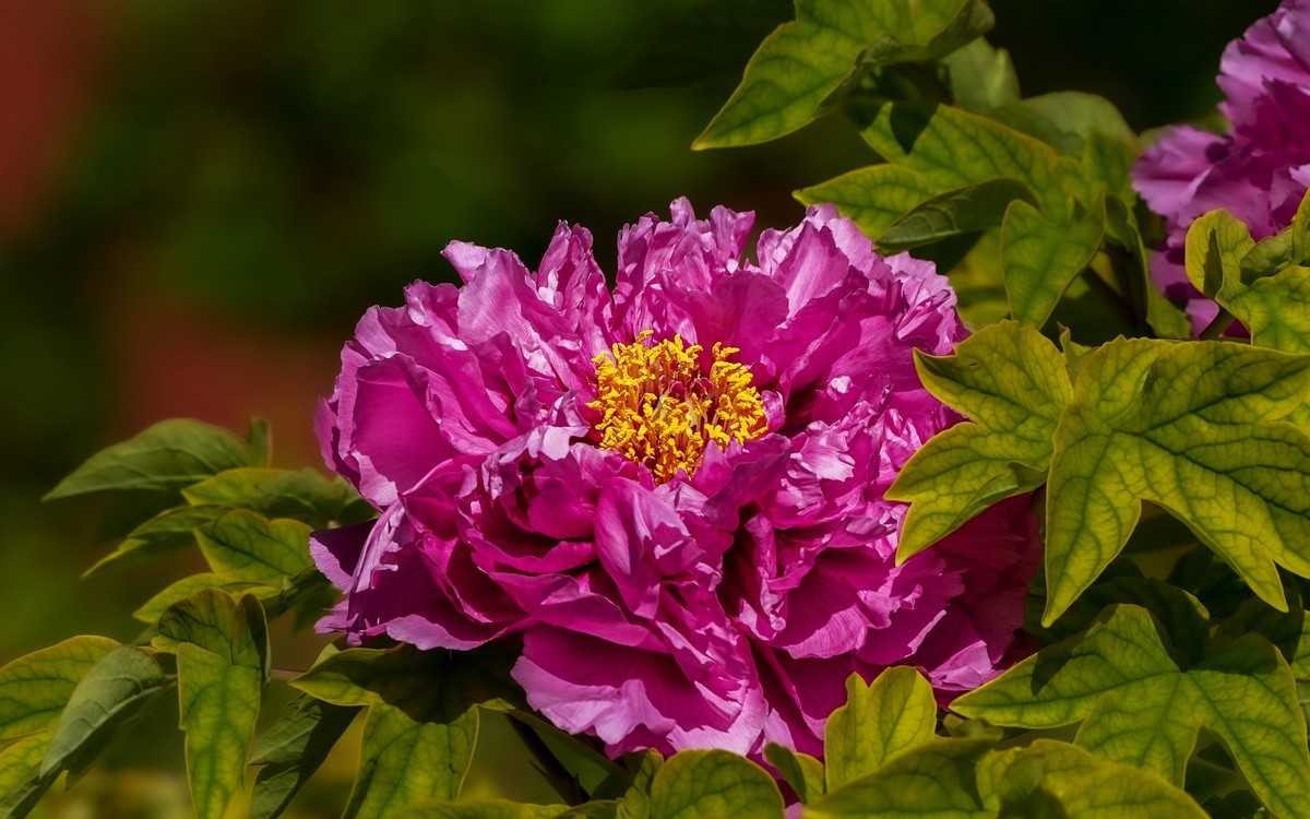 春游景山公园20250422 《3》