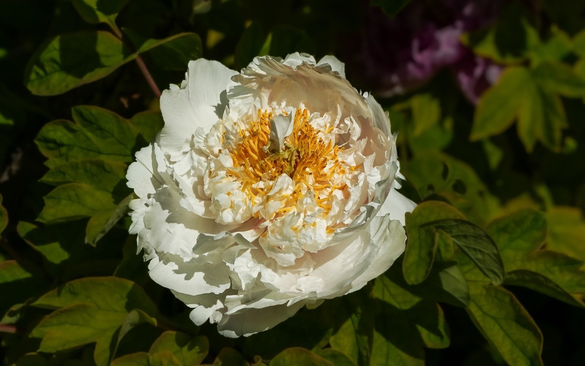 春游景山公园20250422 《3》