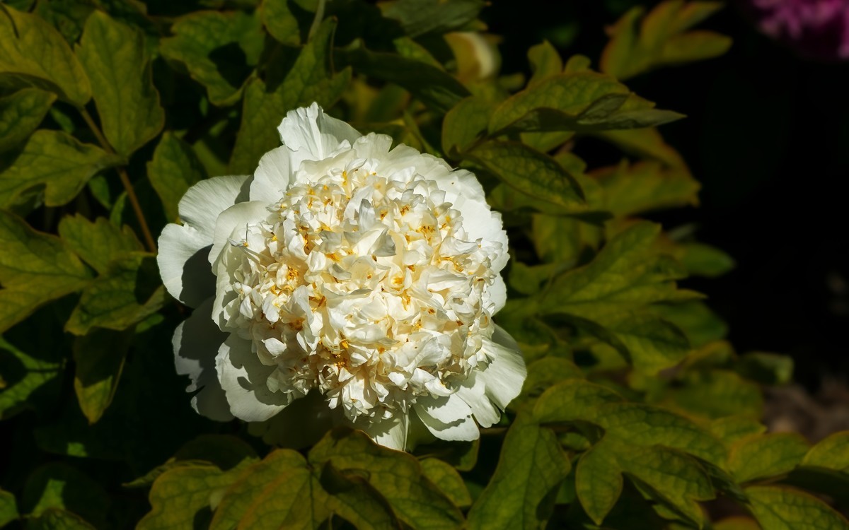 春游景山公园20250422 《3》