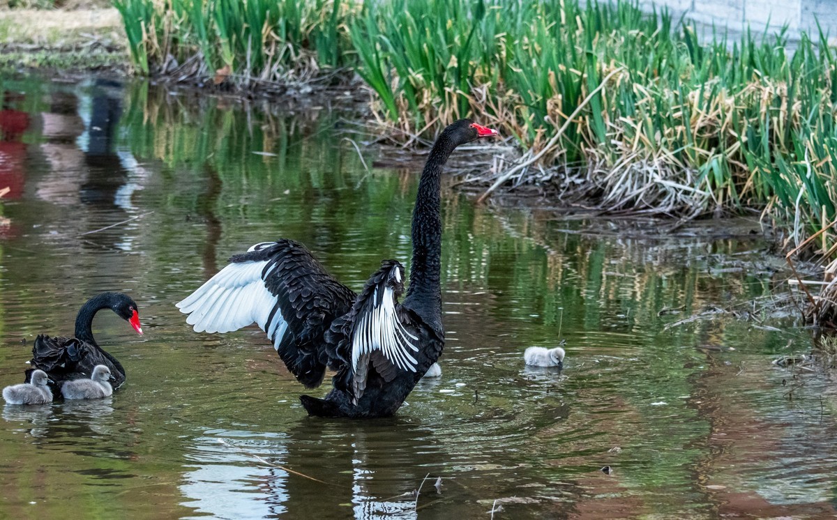 黑天鹅的一家子（十五）