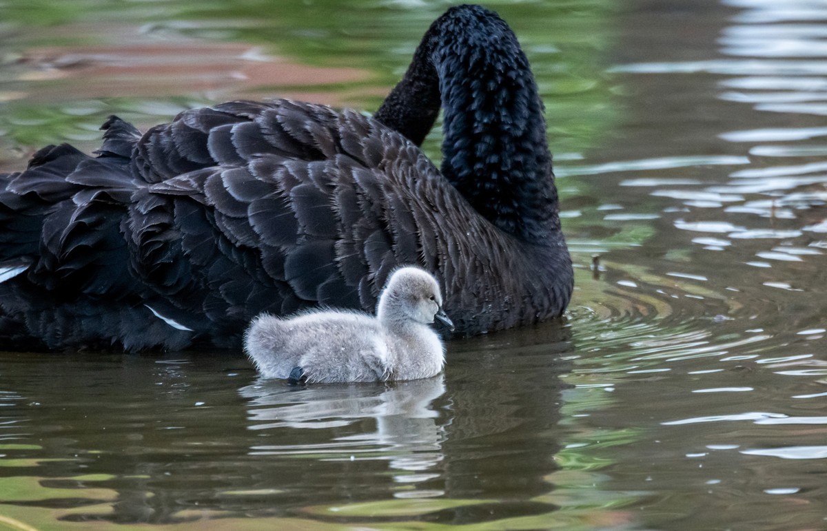 黑天鹅的一家子（十五）