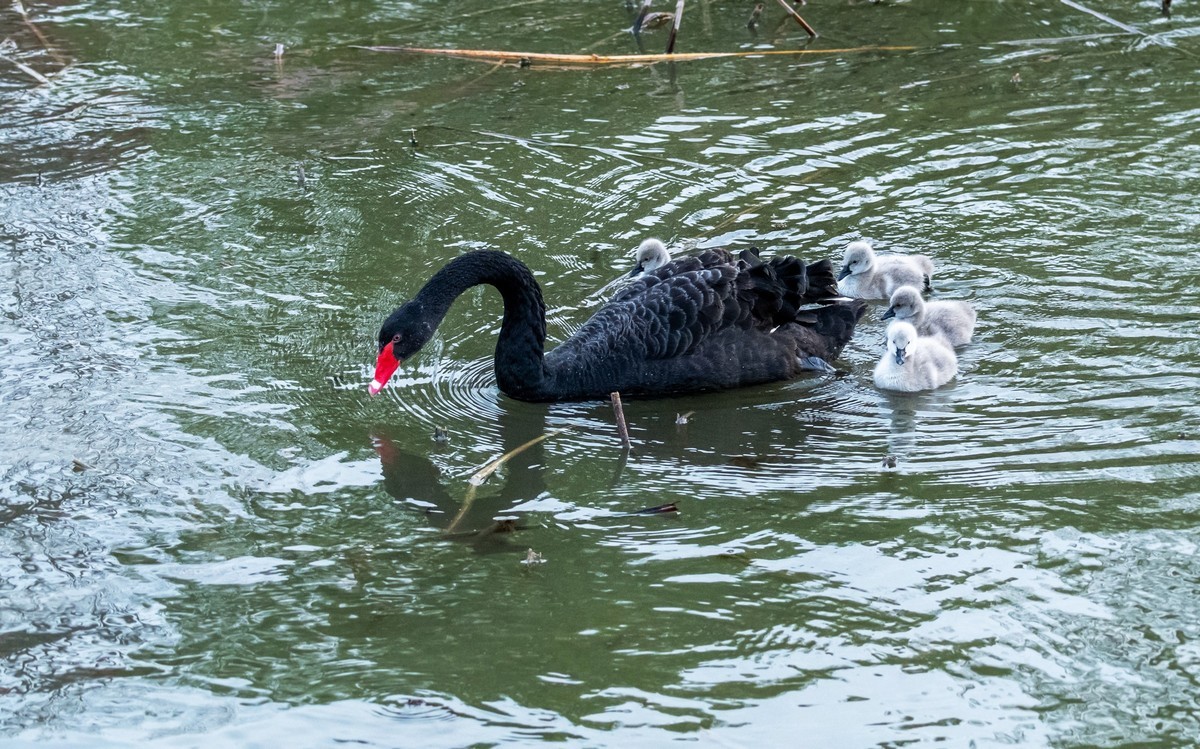 黑天鹅的一家子（十五）