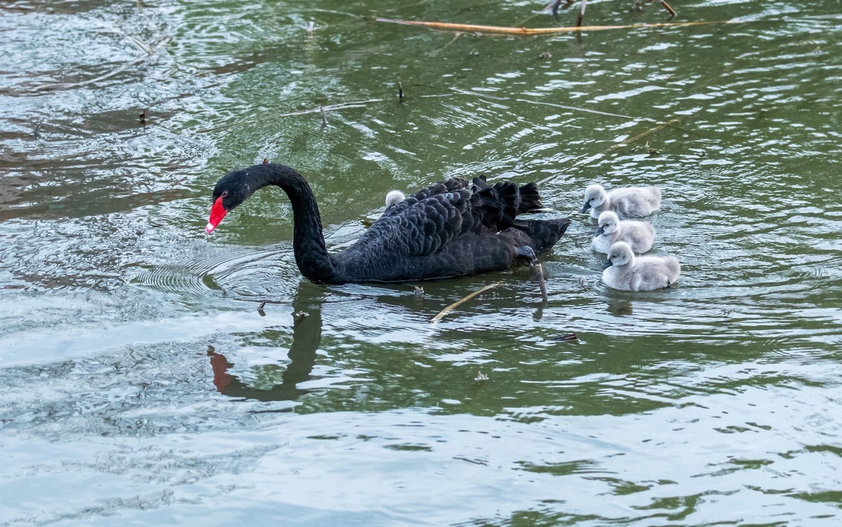 黑天鹅的一家子（十五）