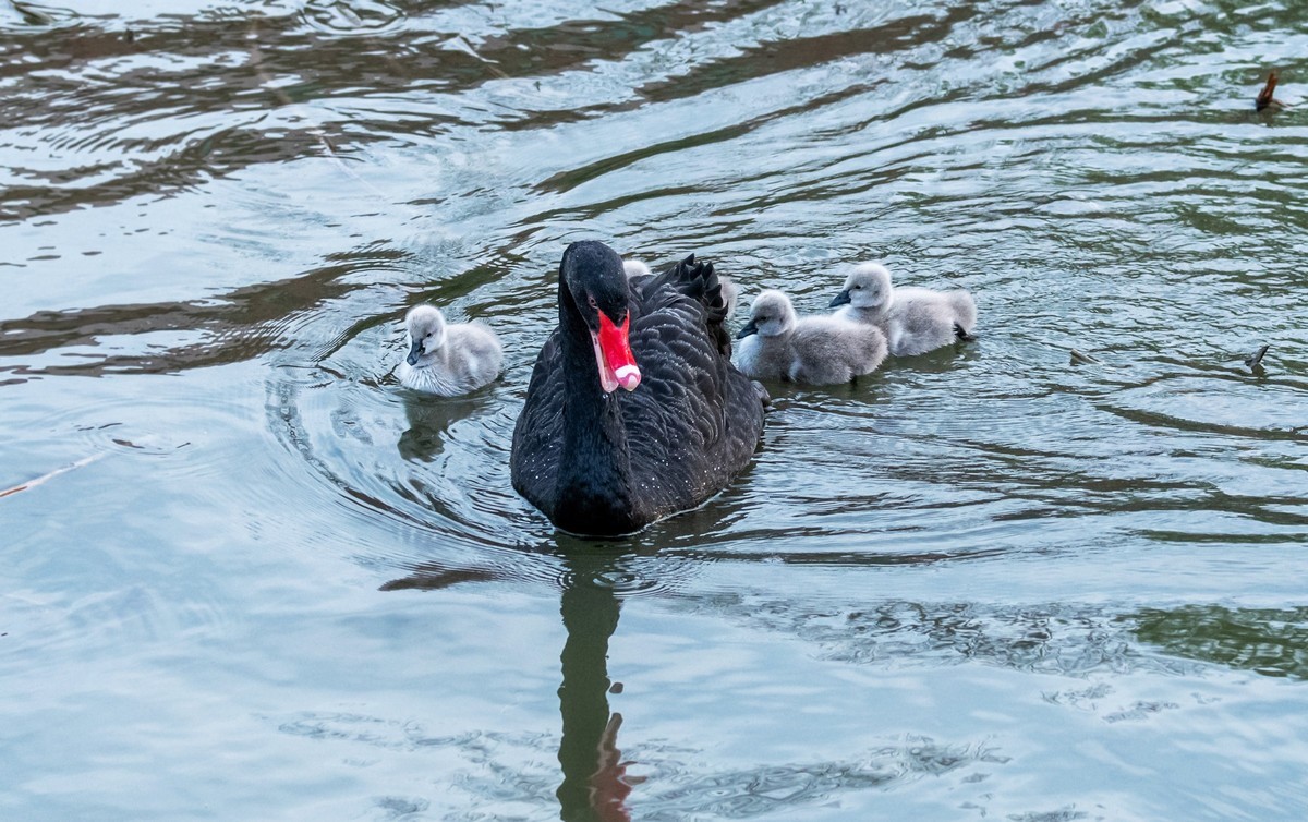 黑天鹅的一家子（十五）