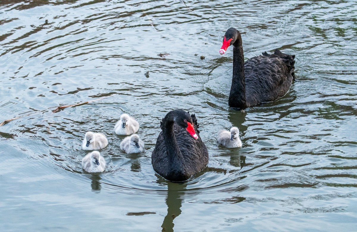 黑天鹅的一家子（十五）