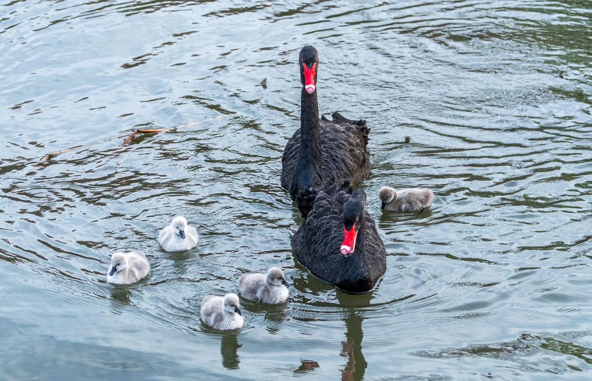 黑天鹅的一家子（十五）