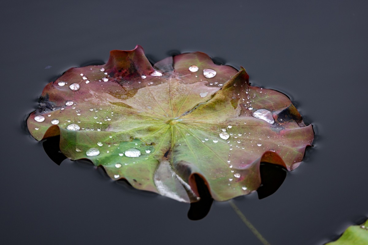 雨后荷塘（16）