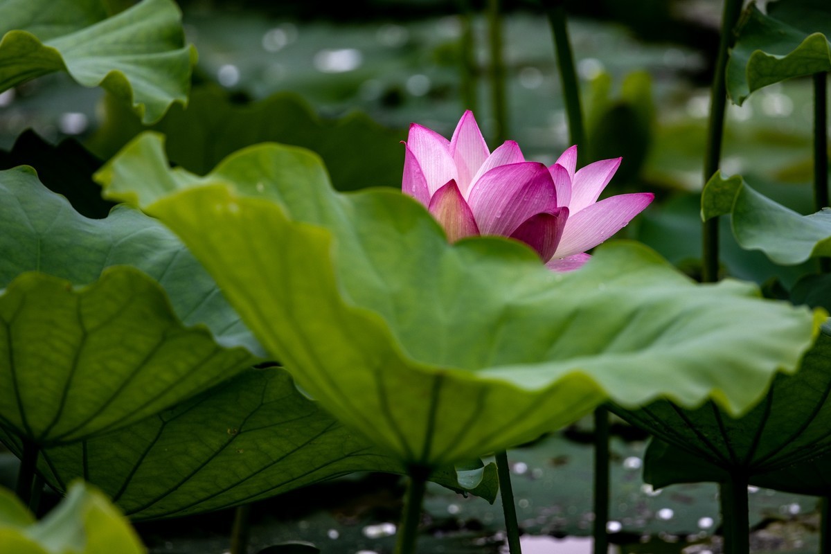 雨后荷塘（16）