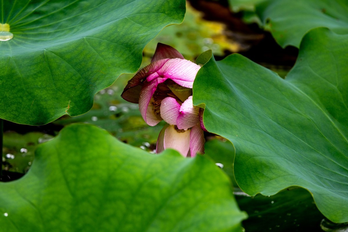 雨后荷塘（16）