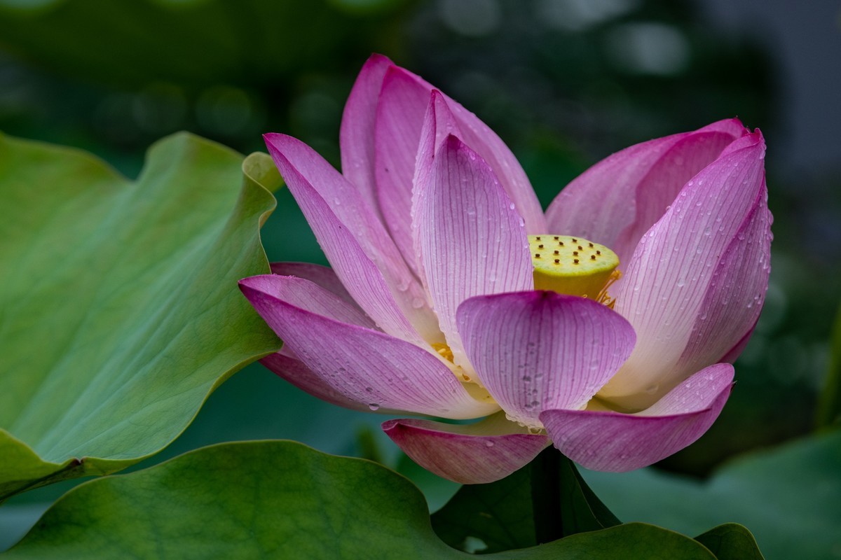 雨后荷塘（16）