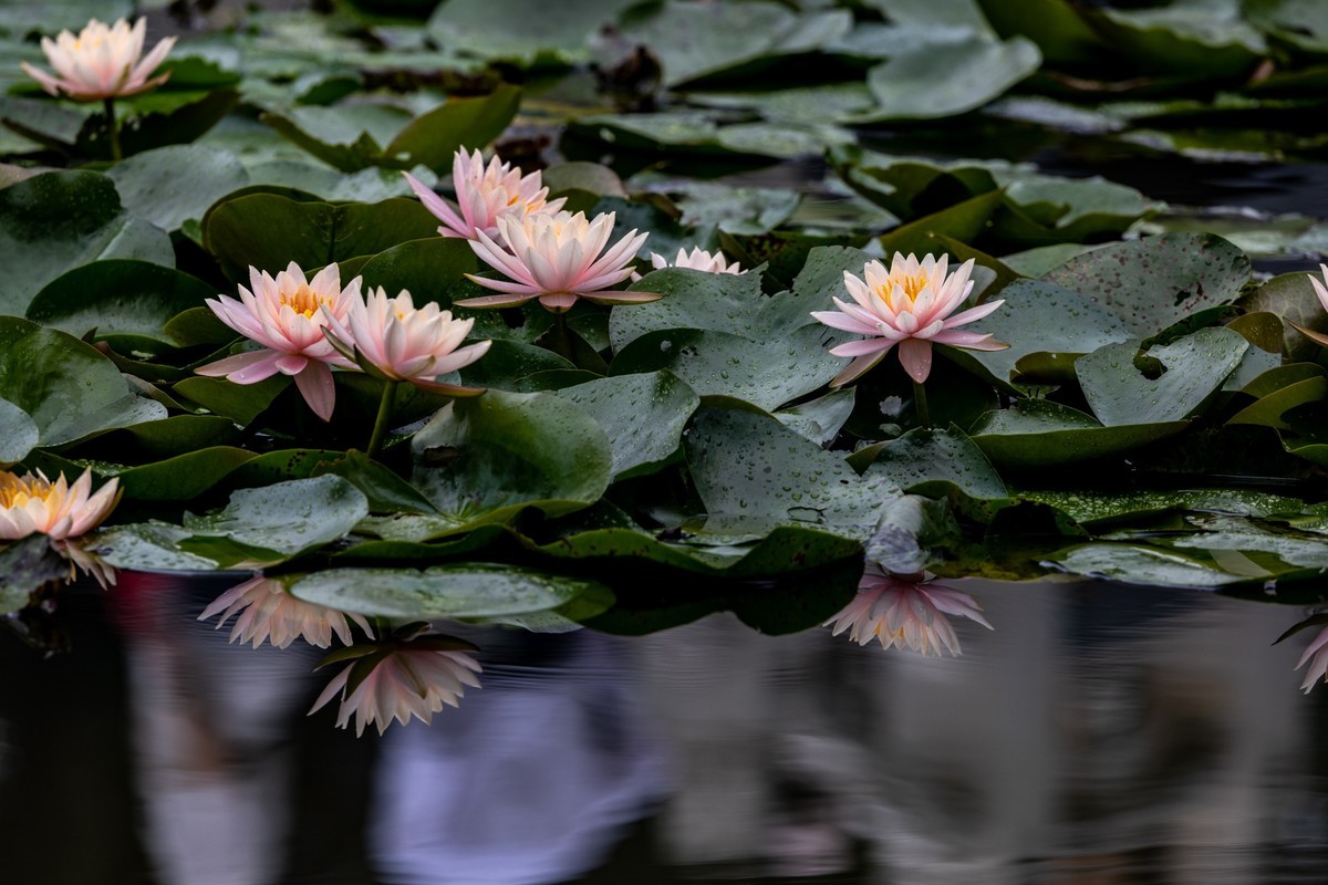 雨后荷塘（16）