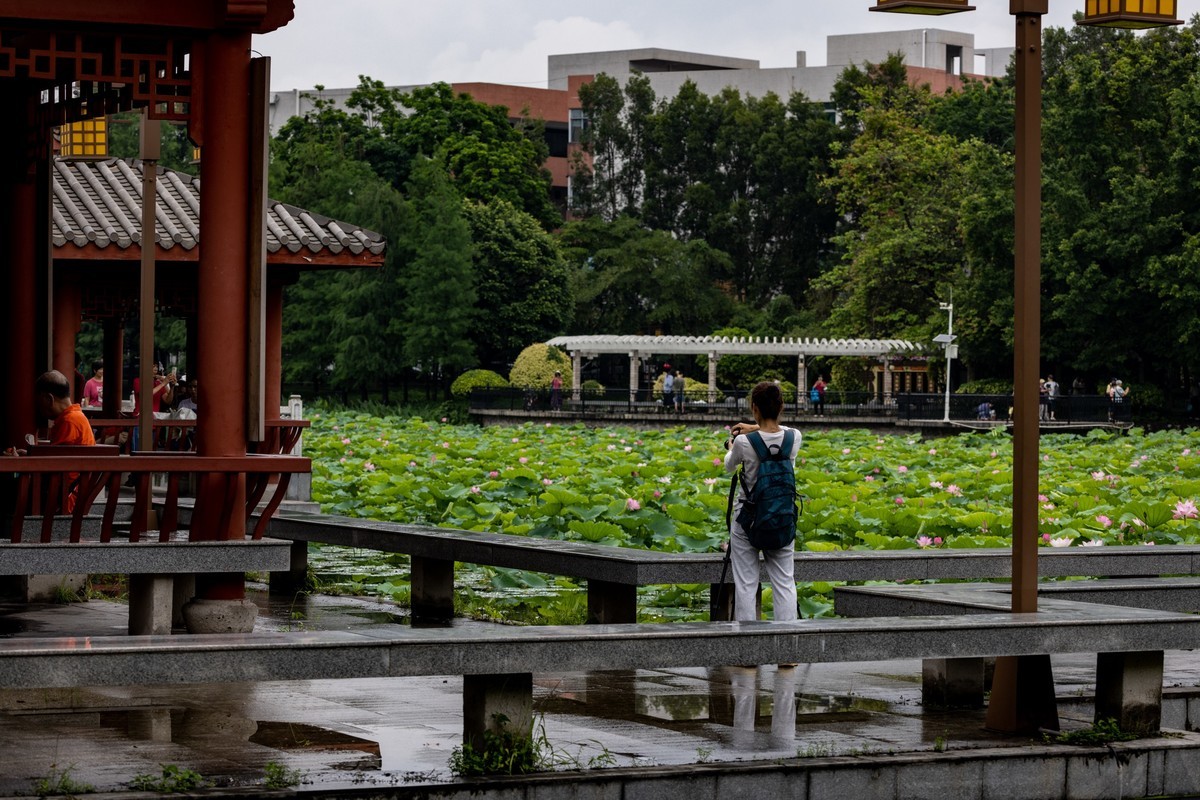 雨后荷塘（16）