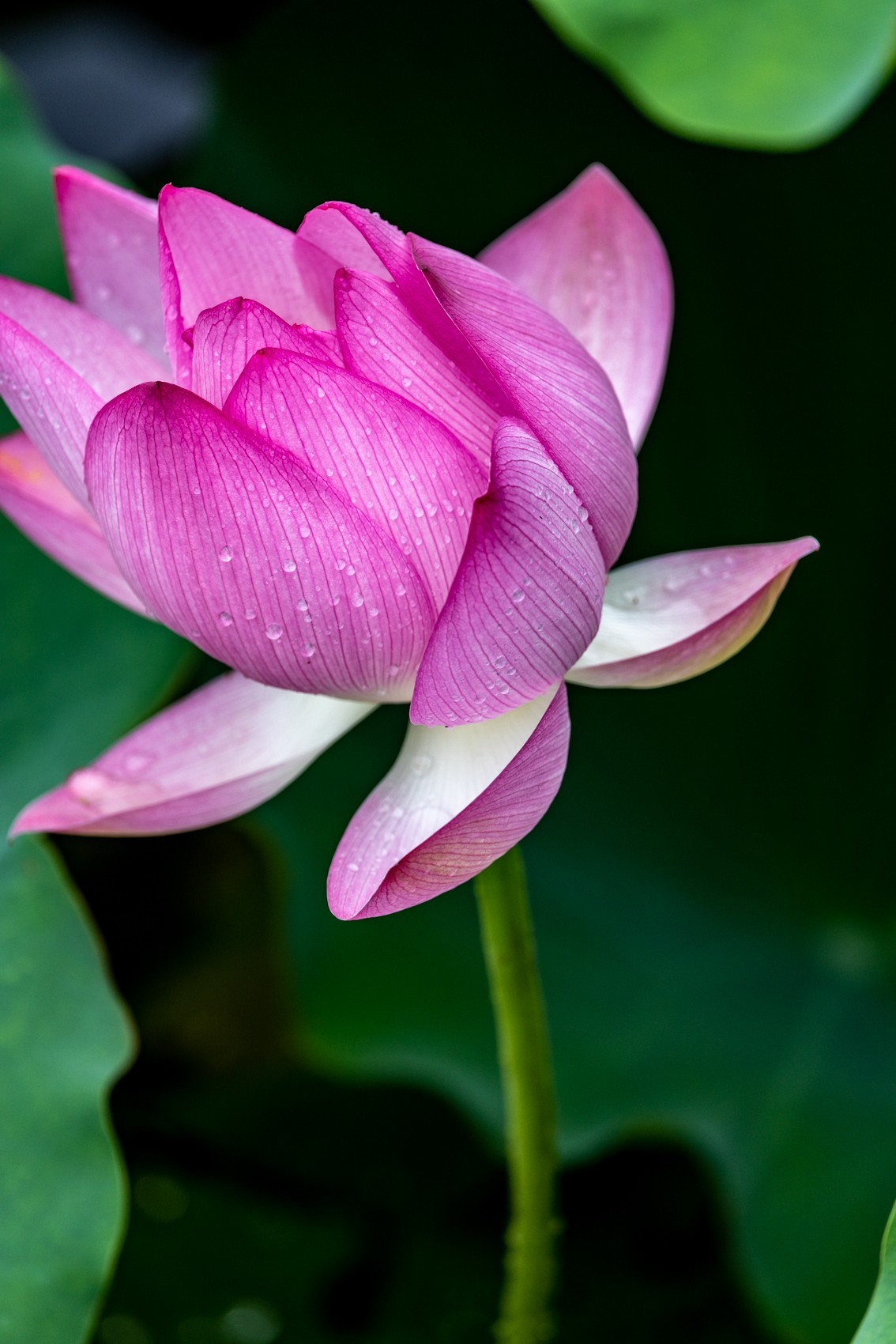 雨后荷塘（16）