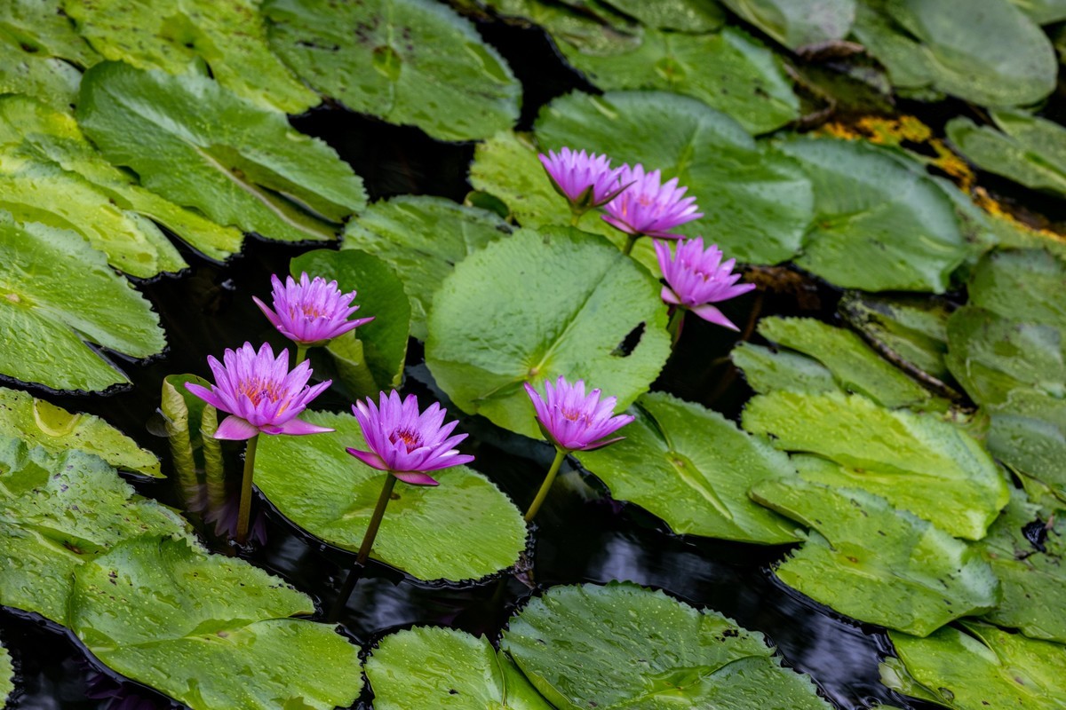 雨后荷塘（16）