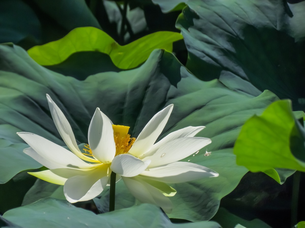 荷花