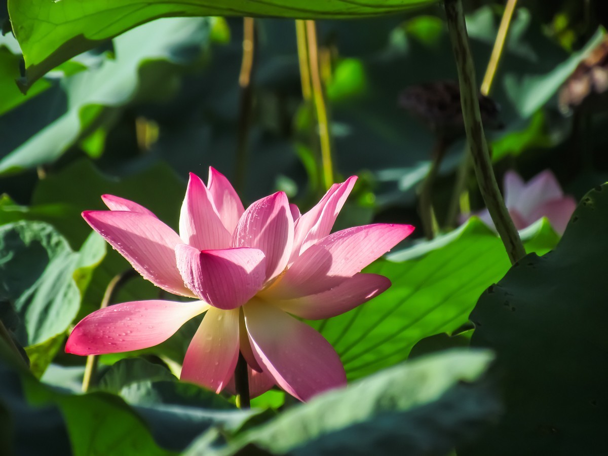 荷花