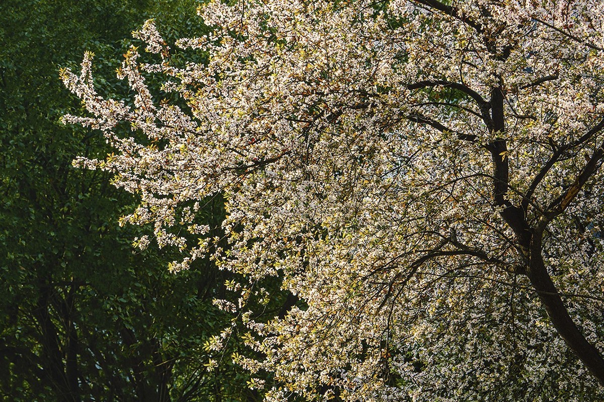 春意盎然红叶李