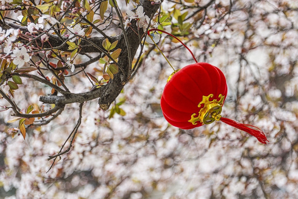 春意盎然红叶李