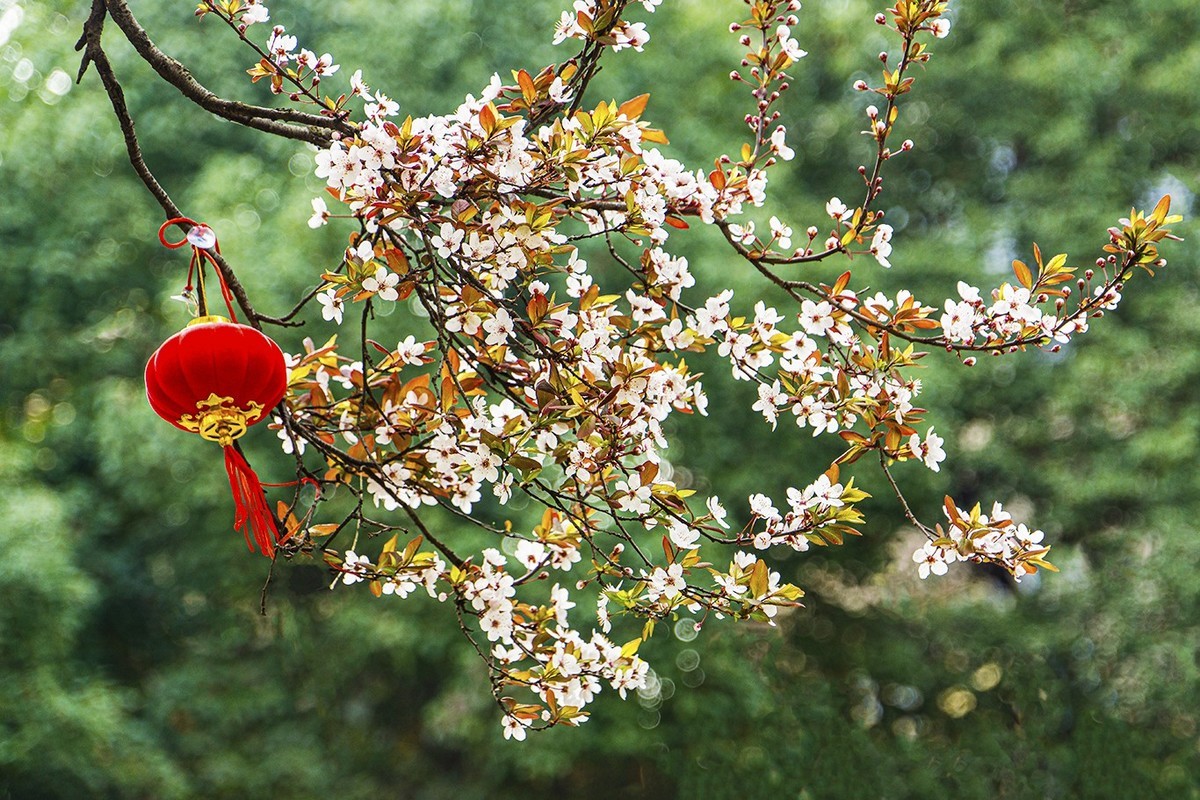 春意盎然红叶李