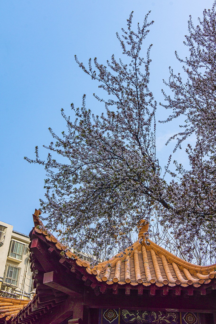 春意盎然红叶李