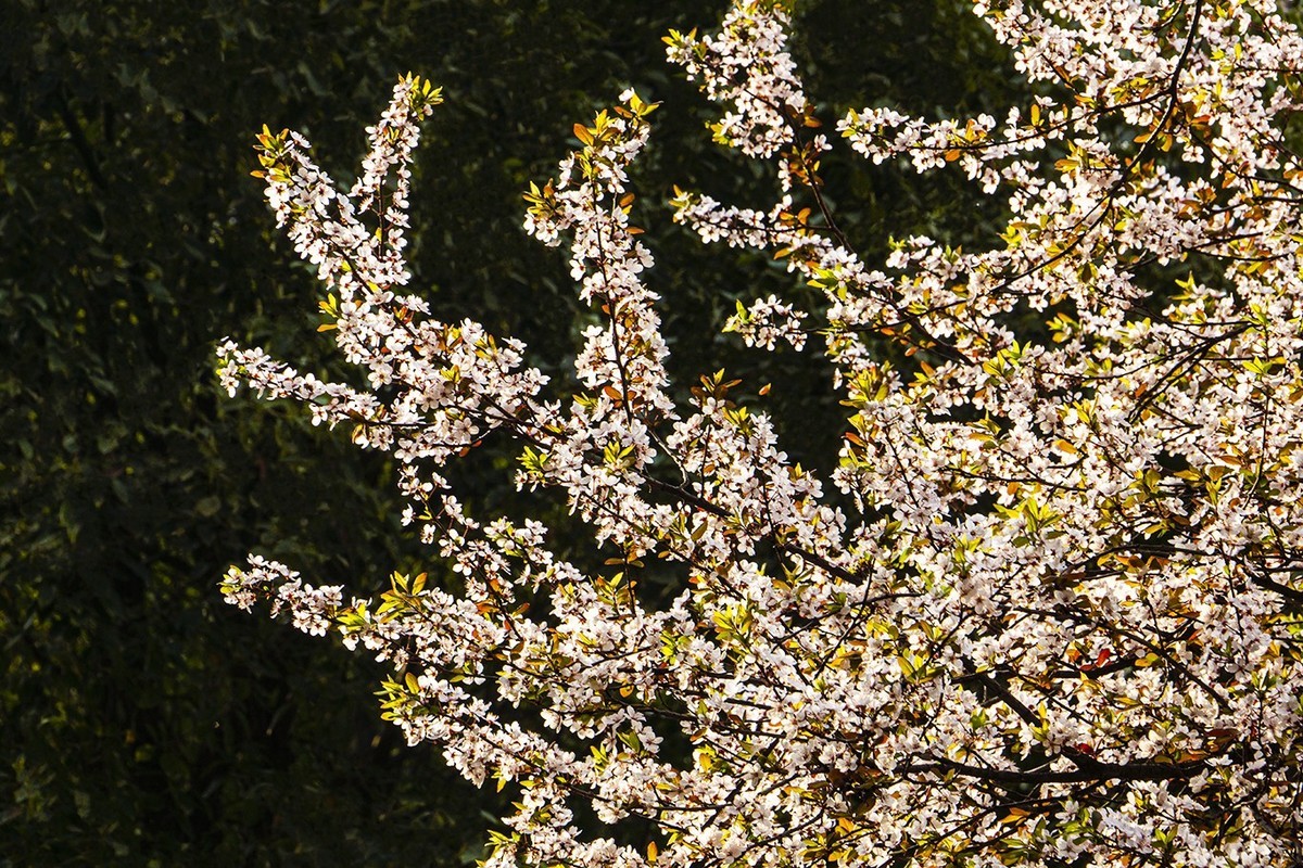 春意盎然红叶李