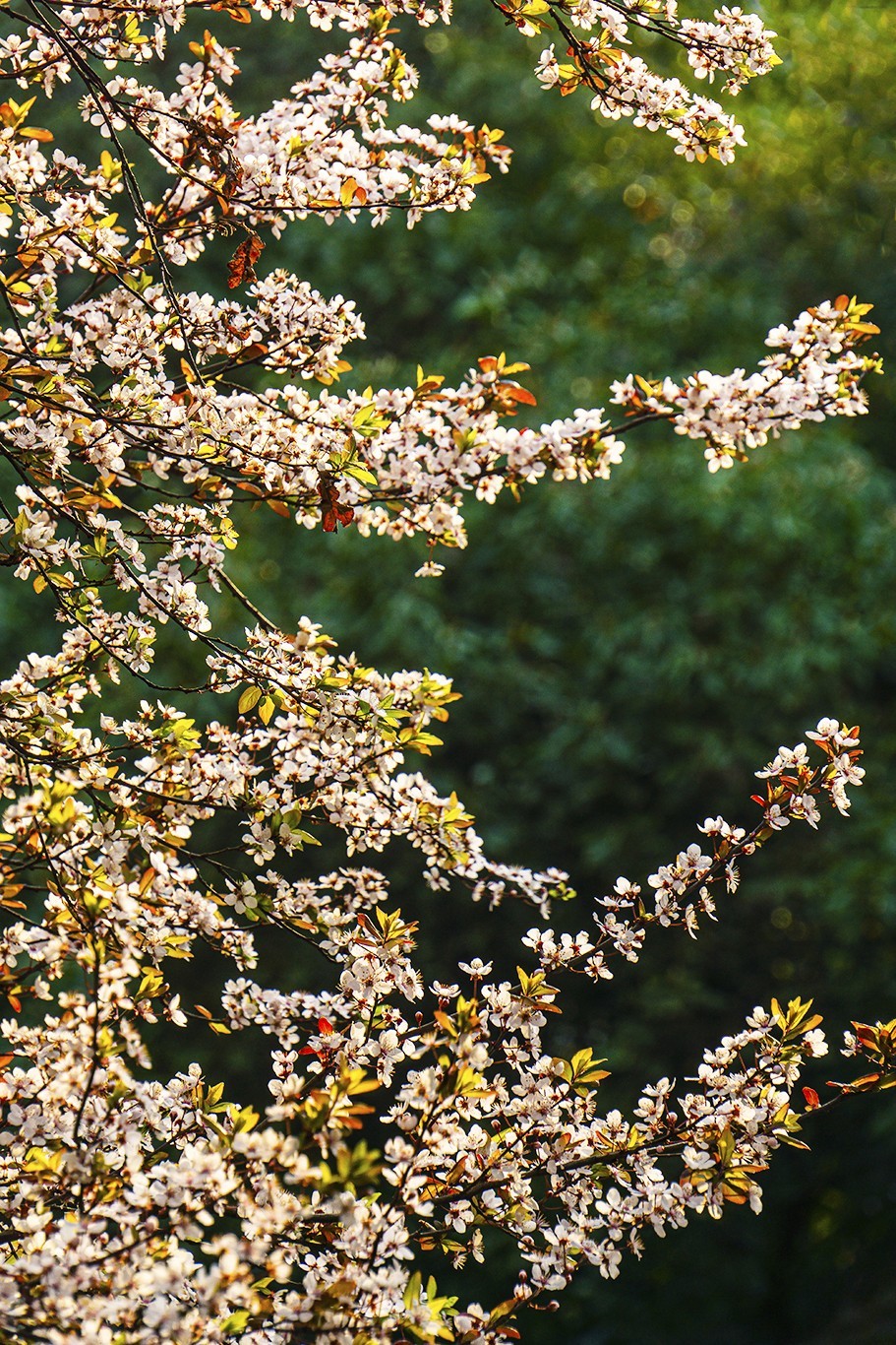 春意盎然红叶李