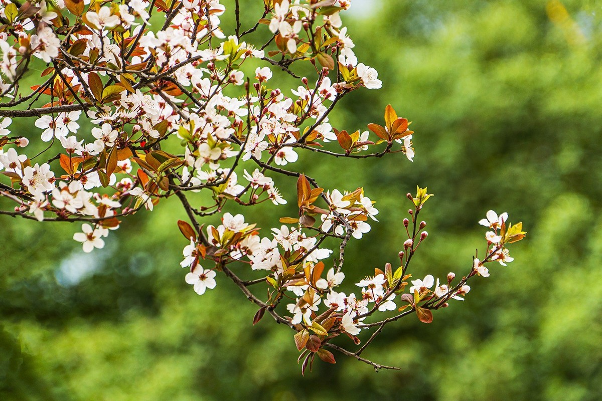 春意盎然红叶李