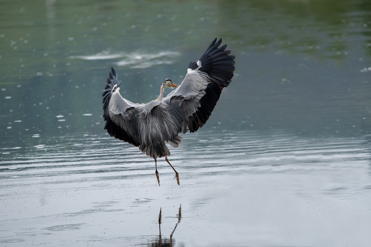 补发尼康D810加适马150-600C的另一些图片