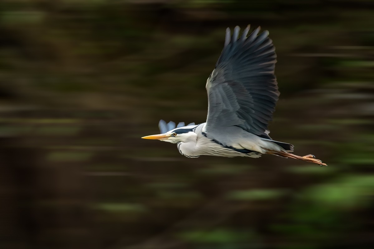 补发尼康D810加适马150-600C的另一些图片