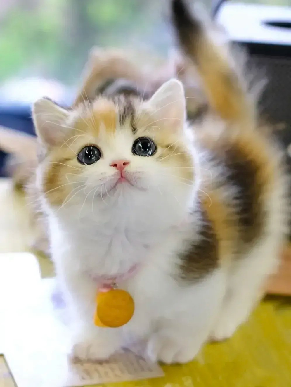 家猫
