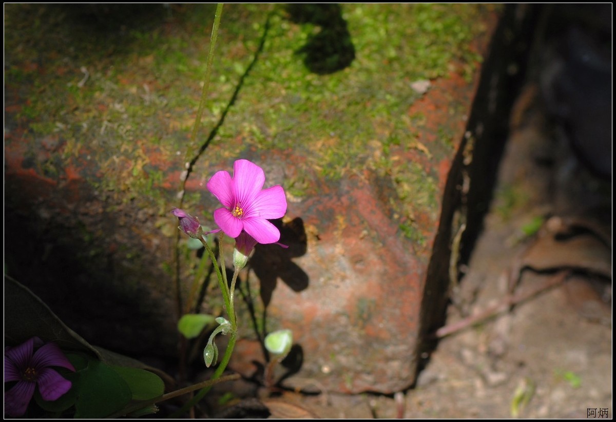 小草、小花、小蝶