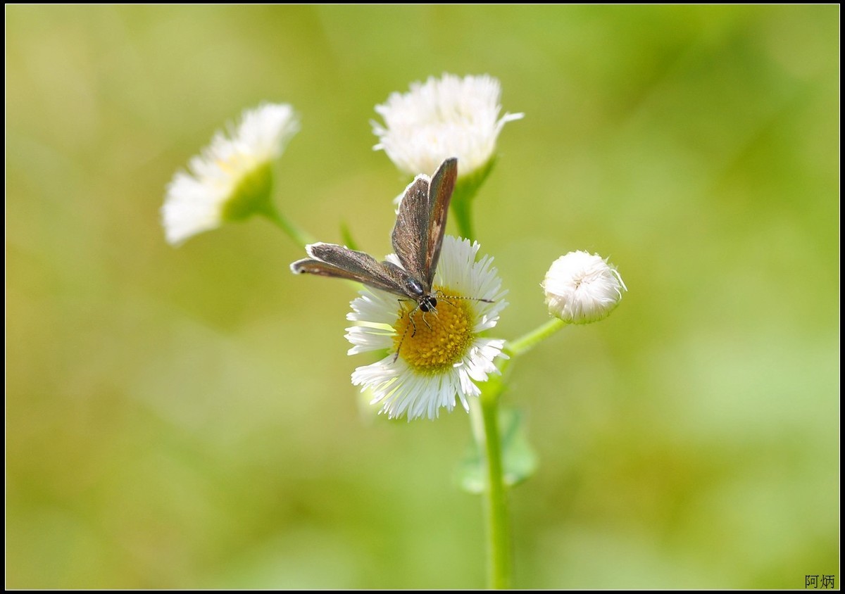 小草、小花、小蝶