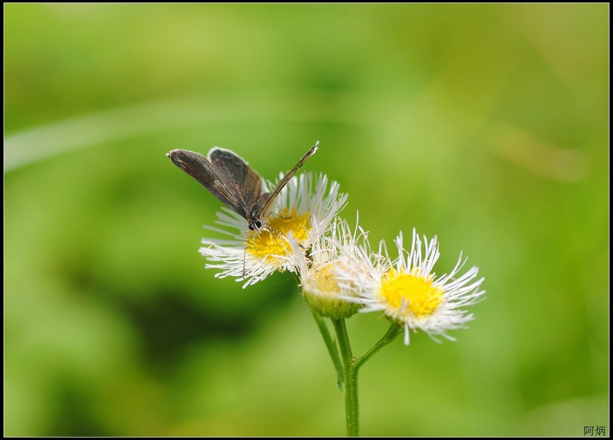 小草、小花、小蝶