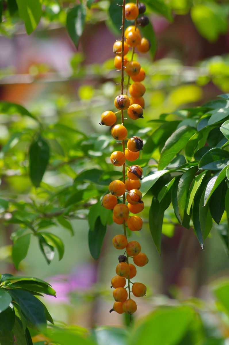 花花草草 宾得Kr+DAL55-300