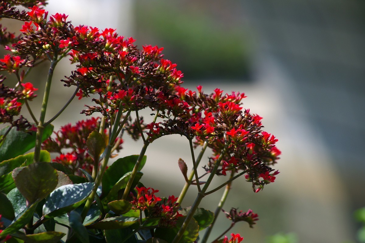 花花草草 宾得Kr+DAL55-300